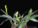 Encyclia Green Hornet