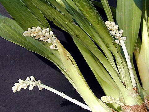Eria hyacinthoides