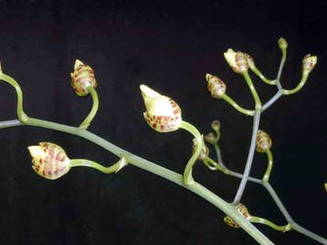 oncidium hybride