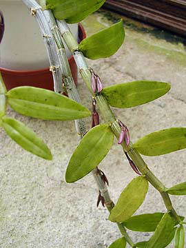 dendrobium parishii x nestor
