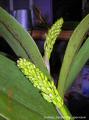 boutons_Dendrobium_speciosum.jpg