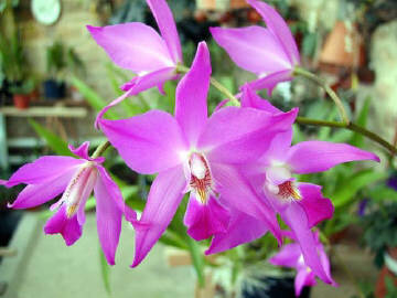 laelia gouldiana