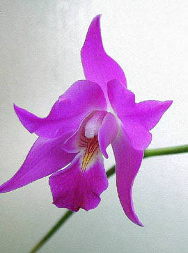 laelia gouldiana