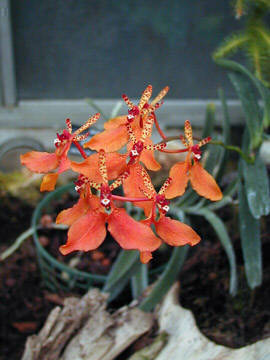 renanthera imschootiana
