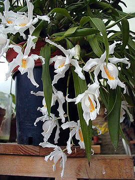 coelogyne cristata