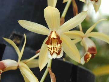 coelogyne massangeana