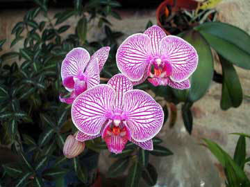 phalaenopsis hybride