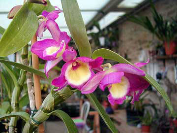 dendrobium hybride de nobile