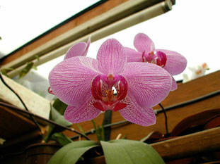 phalaenopsis hybride